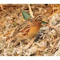 ราคา นำเข้า นกคุ่มญี่ปุ่นสตัฟฟ์ Japanese Quail Taxidermy ของตกแต่งสไตล์วินเทจ สำหรับคนรักงานสะสม (28837964120)