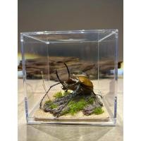 ราคา Golofa porteri ด้วงกว่างเขาตั้ง พ็อตเตริ ด้วง หายากมาก (28429211695)