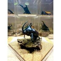 ราคา Eupatorus birmanicus ด้วงกว่างซาง หูกระต่าย 50มม ตัวเล็กน่ารักไซด์กระทัดรัด (27729291376)