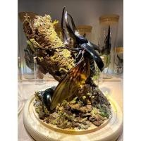 ราคา ด้วงสตัฟฟ์แท้ ของแต่งบ้านสวยงาม ของสะสมหายาก เพิ่มเสน่ห์ให้มุมโปรดของคุณด้วย ด้วงสตัฟฟ์แท้ สีธรรมชาติ สภาพสวย (27688350541)