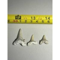 ราคา สำหรับสะสม ฟอสซิลฟันฉลามโบราณ 3 ชิ้น (43953111217)