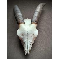 ราคา เขาแพะนำเข้า ของแต่งบ้านหายาก เสริมพลังธรรมชาติ พบกับ เขาแพะนอก ของแท้ 100 นำเข้าจากต่างประเทศ (43905976257)