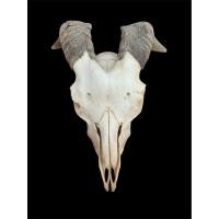 ราคา นำเข้าตกแต่งสวยงาม เขาแพะแท้ ทรงสวยธรรมชาติ ของตกแต่งบ้าน คาเฟ่ หรือเป็นของสะสมสุดคลาสสิก วัสดุ เขาแพะแท้ (43858039783)