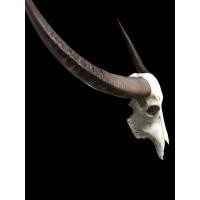 ราคา เขาควายคาราบาวแท้ ดุดัน ทรงสวยมาก งานจริงสวยเต็มโครง ฟอร์มโค้งสมดุล ปลายเรียวยาว ดิบ เท่และทรงพลังเหมาะสำหรับตกแต่ง (43761503174)