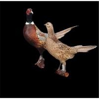 ราคา ขาย ไก่ฟ้าพญาลอคอแหวนคู่ Ring necked Pheasant Pair ของจริง งานสตัฟฟ์ สวยหรู หายาก เหมาะสำหรับตกแต่งบ้าน (43406791156)