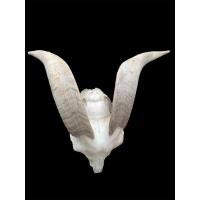 ราคา นำเข้าตกแต่งสวยงาม เขาแพะแท้ ทรงสวยธรรมชาติ ชิ้นเดียวในโลก Shopee เขาแพะแท้ 100 ทรงม้วนสวย ไม่ซ้ำใคร (43007878491)