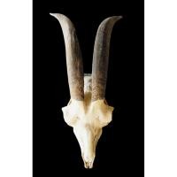 ราคา นำเข้าตกแต่ง เขาแพะทรงสวย ชิ้นเดียวไม่เหมือนใคร เขาแพะธรรมชาติ ทรงโค้งสวยพิเศษ งานแท้จากธรรมชาติ มีเพียงชิ้นเดียว (42957406233)