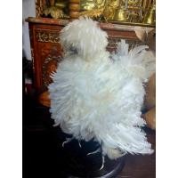 ราคา นำเข้า Polish Chicken Taxidermy งานสตัฟหรูหรา สำหรับตกแต่งบ้านและคอลเลกชัน ไก่โปแลนด์ Polish Chicken (42613837203)