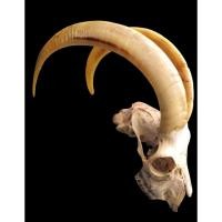 ราคา นำเข้าตกแต่ง แพะซาแนนในตำนาน ของจริงหายาก งานสตัฟฟ์หัวแพะแท้ สวยมากสีขาวครีม ความยาว 48 49 เซนติเมตร (40859193897)