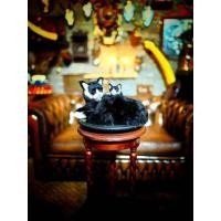 ราคา แมวแม่ลูกหุ้มขนกระต่าย ? ? ? ? ? ? ? ? ? ? ? ? ? ? ? ? ? ? ? ? ? ? ? ? ? ? ? ? ? ? ? ? ? ? ? ? ? ? ? ขนาด18x30x15 cmชิ้นนี้มีความน่ารัก ละเอียดอ่อน (40811772059)