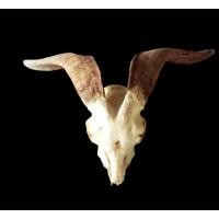 ราคา เขาแพะทรงสวย ชิ้นเดียวไม่เหมือนใคร เขาแพะธรรมชาติ ทรงโค้งสวยพิเศษ เขายาว ออกข้าง ทรงนี้มีเพียงชิ้นเดียว ไม่ซ้ำใคร (40457393819)