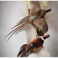 ราคา นำเข้า Real Pheasant Specimen Colorful Mountain Pheasant ไก่ฟ้าแท้สตัฟฟ์ Real Pheasant Specimen จัดทำอย่างประณีต (28792282316)