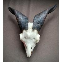 ราคา เขาแพะนำเข้า ของแต่งบ้านหายาก เสริมพลังธรรมชาติ พบกับ เขาแพะนอก ของแท้ 100 นำเข้าจากต่างประเทศ (40855972298)