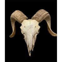 ราคา นำเข้า ตกแต่งสวยงาม หัวแพะทรงสวย สำหรับตกแต่งบ้าน งานคราฟต์ หัวแพะแท้ ทรงสวย โครงกระดูกสมบูรณ์ เขายาวสวยเป็นธรรมชาติ (28038426631)