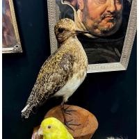 ราคา European Golden Plover นำเข้าถูกกฎหมาย สตัฟฟ์แท้ธรรมชาติ แรร์หายาก สำหรับตกแต่ง มีเพียงชิ้นเดียวเท่านั้น (27924660112)
