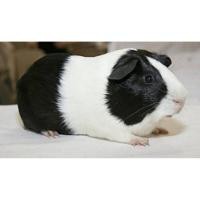 ราคา สำหรับสะสม Guinea Pig สตัฟฟ์สุดน่ารัก น้องสุดคิ้วท์ สินค้าจริงงานสตัฟฟ์แท้ นำเข้า สุ่มสี งานหายาก (26088165949)