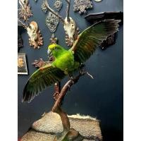 ราคา Yellow crowned amazon นำเข้าถูกกฎหมาย แท้ธรรมชาติ แรร์หายากมาก สวยงามสำหรับสะสมตกแต่งบ้าน ร้าน คาเฟ่ มีเพียงชิ้นเดียว (29925573138)