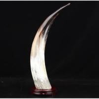 ราคา นำเข้า ของแต่งบ้านหายาก Black Yak Horn Ornaments เขายัคแท้ธรรมชาติ ขนาด 41 45 ซม ตกแต่งบ้าน ของขวัญเปิดกิจการใหม่ (41357503659)