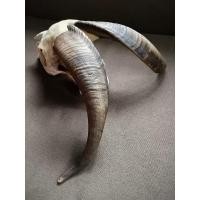 ราคา เขาแพะนำเข้า ของแต่งบ้านหายาก เสริมพลังธรรมชาติ พบกับ เขาแพะนอก ของแท้ 100 นำเข้าจากต่างประเทศ (41305976364)