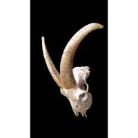 ราคา นำเข้า เขาแพะแท้จากแพะซาแนนเหลืองทองเลนพาลี ทรงสวย สีเหลืองทองธรรมชาติ งานจริงหายากมาก เขาคู่แท้จากแพะพันธุ์ (40760636960)