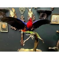 ราคา Moluccan Electus นำเข้าถูกกฎหมาย แท้ธรรมชาติ แรร์หายากมาก สวยงามสำหรับสะสมตกแต่งบ้าน ร้าน คาเฟ่ มีเพียงชิ้นเดียว (28775582395)