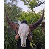 ราคา นำเข้า เขาควายคาราบาว โคนใหญ่ เผือกน้ำผึ้ง งานแท้หายาก เขาควายแท้ทรงโค้งสวย สายคาราบาวแท้ (50200545400)