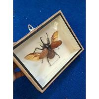 ราคา Eupatorus gracilicornis ด้วงกว่างห้าเขา สตัฟในกรอบไม้แท้ ขนาดใหญ่ ผลงานสตัฟคุณภาพสูง (49450660891)