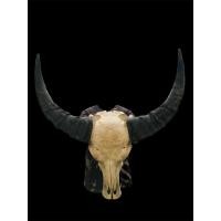 ราคา นำเข้า เขาควายคาราบาว ขนาดใหญ่พิเศษ ทรงสวยสมบูรณ์ ของแต่งบ้าน ของสะสมแนววินเทจ เรโทร สวยดิบ เท่ มีเอกลักษณ์ (40922845180)