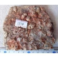 ราคา นำเข้า ฟอสซิลหอยโบราณแบบ กลุ่มรวมตัว Natural Cluster Fossil พร้อมลวดลายแบบสีรุ้ง Iridescent Shell ธรรมชาติ (52001500138)