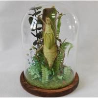 ราคา นำเข้า Giant Flat Bamboo แมลงไผ่ยักษ์ของจริง Real Specimen ขนาดใหญ่พิเศษ สำหรับสะสม ตกแต่ง (50951375564)