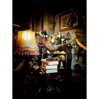 ราคา นำเข้า ไก่ฟ้าสตัฟฟ์ Taxidermy of Pheasant งานสตัฟฟ์ระดับโชว์เคส ความยาวหัวถึงหาง 79 cm ความสูง 60 cm (50650106816)