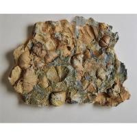 ราคา นำเข้า ฟอสซิลหอยโบราณแบบ กลุ่มรวมตัว Natural Cluster Fossil พร้อมลวดลายแบบสีรุ้ง Iridescent Shell งานธรรมชาติ (50451495322)