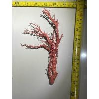 ราคา นำเข้า Red coral หายาก สำหรับตกแต่งสวยงาม นำเข้าเวียดนาม สวยงามน่าสะสม (43824166579)