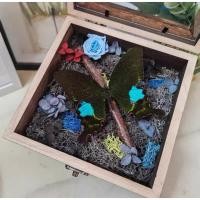 ราคา นำเข้า Blue Morphos ผีเสื้อบลูมอร์โฟของแท้ งานจัดโชว์ในกล่องกระจกสไตล์วินเทจ Vintage Display Box ของขวัญสุดพรีเมียม (40476465898)