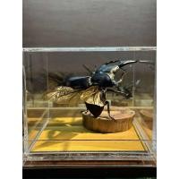 ราคา นำเข้า ด้วงพาลาวัลสตัฟแท้ 98mm คัดพรีเมียม ตัวใหญ่ ฟอร์มสวยหายาก ด้วงพาลาวัล Palawan Stag Beetle (53501448119)