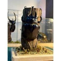 ราคา นำเข้า ด้วงกว่างช้างแอตลาส Atlas Beetle Specimen งานสตัฟฟ์ด้วงกว่างช้างแอตลาสสายพันธุ์แท้ เข้าขอนไม้กรอบโชว์สุดหรู (54850748382)