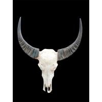 ราคา นำเข้า เขาควายคาราบาว ขนาดใหญ่พิเศษ ทรงสวยสมบูรณ์ ของแต่งบ้าน ของสะสมแนววินเทจ เรโทร สวยดิบ เท่ มีเอกลักษณ์ (41872836619)