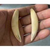 ราคา นำเข้า เขี้ยวหมูคู่ ของแท้ สำหรับตกแต่งและสะสม ของจริงหายาก เขี้ยวหมูคู่ธรรมชาติ (41726280796)