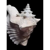 ราคา นำเข้า หอยสังข์พระราชินี Queen Conch Shell ตัวใหญ่ ขนาดประมาณ 8 นิ้ว (27643157051)