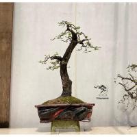 ราคา นำเข้า สวนป่าตะโก ฟอร์มดิบ เท่ แบบธรรมชาติแท้ 70cm ต้น ตะโก ถือเป็นไม้ที่มีเอกลักษณ์เฉพาะตัว (56401938737)