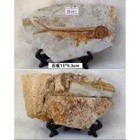 ราคา ฟอสซิลสัตว์โบราณแท้ Wolf Fin Fish Fossil จากเหลียวซี Liaoxi ของสะสมหายากระดับนักสะสม (47201275249)