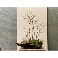 ราคา นำเข้า สวนป่าตะโก ฟอร์มดิบ เท่ แบบธรรมชาติแท้ ต้น ตะโก ถือเป็นไม้ที่มีเอกลักษณ์เฉพาะตัว ลำต้นบิดคด (44551962236)