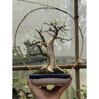 ราคา นำเข้า ชาฮกเกี้ยนฟอร์มสวย มินิมอล หรู ดูแพงในตัว ต้น ชาฮกเกี้ยน Fukien Tea เป็นไม้บอนไซยอดนิยม (41826682594)