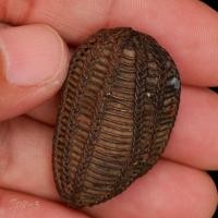 ราคา ลูกสะกด ท่านว่าเป็นของหลวงพ่อเนียม วัดน้อย พระเกจิดัง สมัยร 3 ด้านในมีลักษณะคล้ายเนื้อชินตะกั่ว โปรดพิจารณาตามรูป sP 8 3 (29091170137)