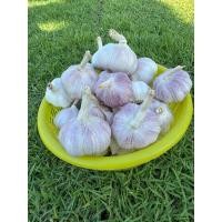 ราคา กระเทียมจีนปิงปอง คัดพิเศษ กลีบใหญ่500 1000กรัม (41273931132)