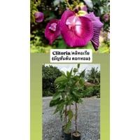 ราคา ต้นคลิทอเรีย อัญชัญญี่ปุ่นดอกสีม่วง ดอกสวยมากกลิ่นหอม ติดดอกดก ดอกออกตลอดปี ต้นสวยแข็งแรงพร้อมปลูก (43218260481)