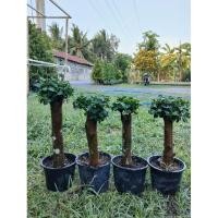 ราคา ต้นช้อนเงินช้อนทองต้นเล็กน่ารักๆ ทรงเตี้ยเล็ก ราคาถูก (25128296403)