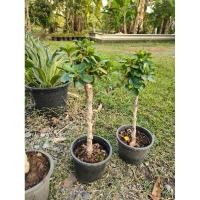 ราคา ต้นช้อนเงินช้อนทอง สูง 30 50 cm (24863514494)