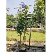 ราคา พวงครามออสเตรเลีย งานกระถาง งานกระถางใหญ่15 นิ้ว ต้นสูงพร้อมเลื้อย (25092986076)