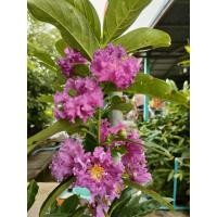 ราคา ต้นม่วงส่าหรี งานกระถาง 10นิ้ว ดอกสีม่วงสวย ต้นแข็งแรงพร้อมปลูก (40875175718)